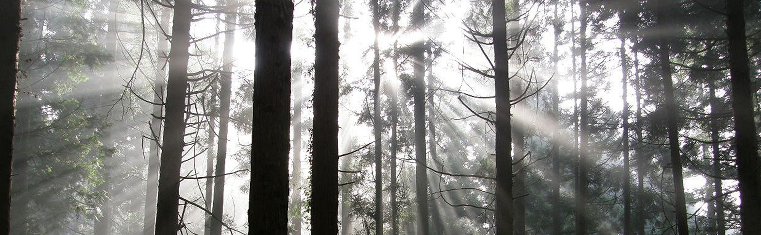 津山銘木